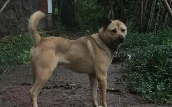 鹰犬是什么东西