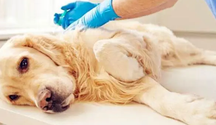 狗眼睛被猫抓伤有白膜用什么药
