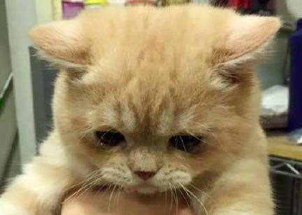 为什么没有猫皮大衣 为什么没有猫皮大衣