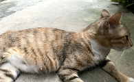 母猫多大可以怀孕