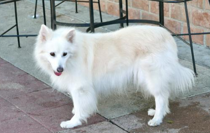 日本狐狸犬的寿命有多长