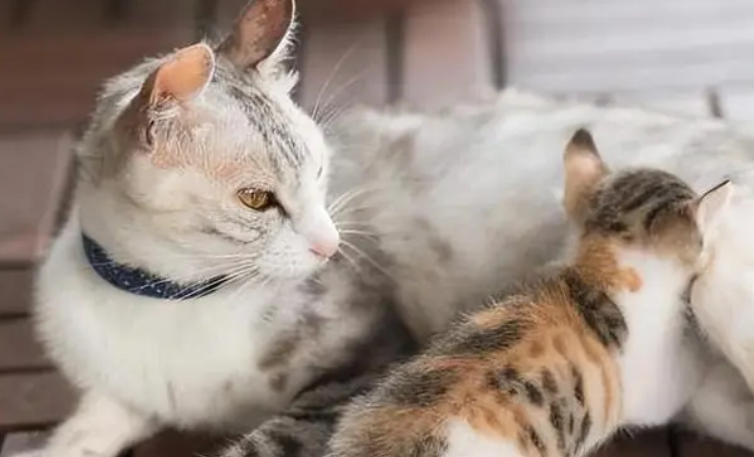 母猫产后怎么补钙 母猫产后怎么补钙