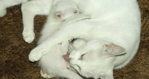 母猫生完小猫后注意事项