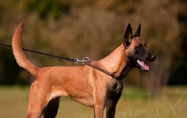 为什么马里努阿犬是禁养犬吗图片 为什么马里努阿犬是禁养犬吗图片