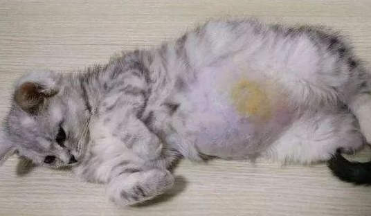 人接触了猫传腹会不会传染 人接触了猫传腹会不会传染