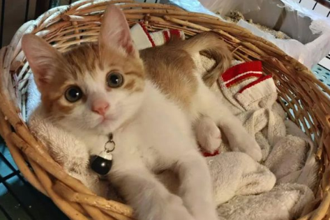 小猫到新家一直叫怎么办