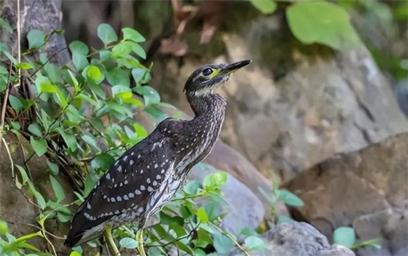 广东连山发现海南虎斑鳽，号称最神秘的鸟，它的神秘并不只因稀有