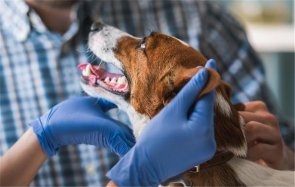 犬窝咳快速治疗方法