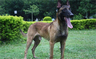 马里努阿犬是哪个国家的