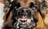狗天生就有狂犬病毒吗