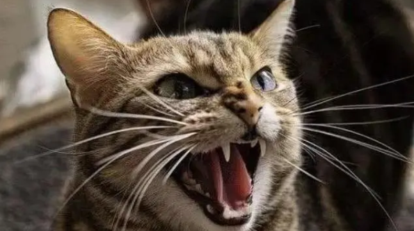 猫在半夜嘶吼像婴儿哭一样