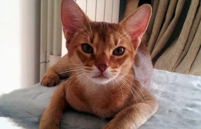 泡泡的猫最强假太监 泡泡的猫最强假太监
