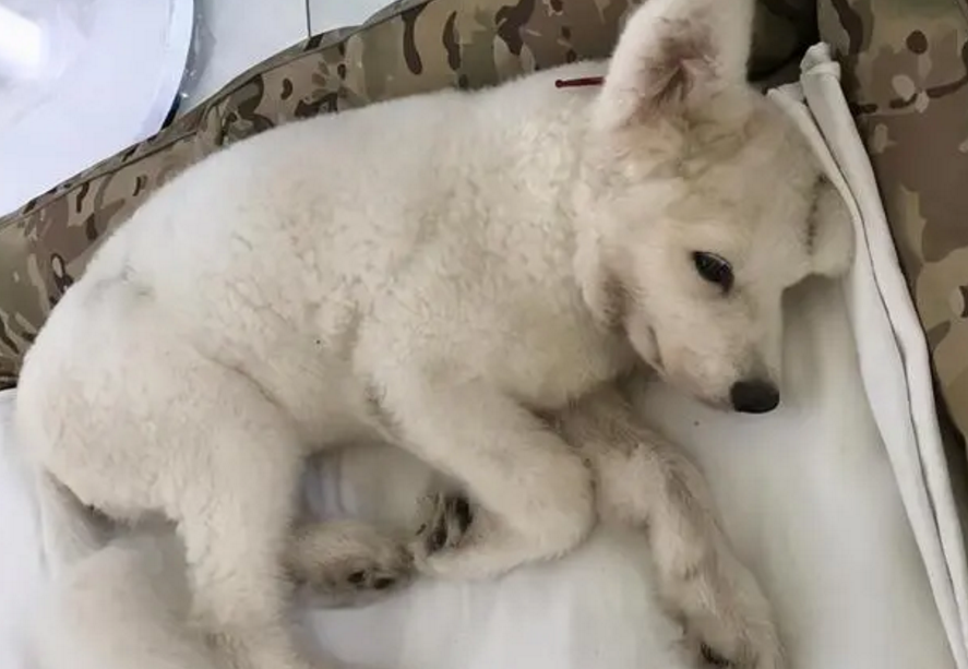 农村兽医治狗狗细小的土方子