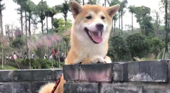 想出去玩要靠自己,柴犬抓到了主人的“软肋”,百试百灵 想出去玩要靠自己,柴犬抓到了主人的“软肋”,百试百灵