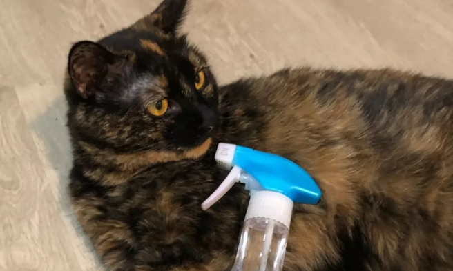 室内喷洒酒精对猫咪有害处吗