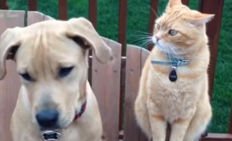 狗子被猫咪凶了,它奋起反抗 狗子被猫咪凶了,它奋起反抗