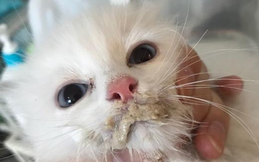 猫总拉稀但状态很好 猫总拉稀但状态很好