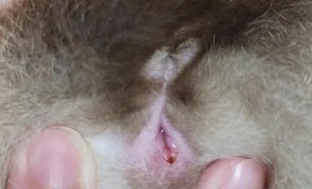 母猫生殖系统感染吃什么药