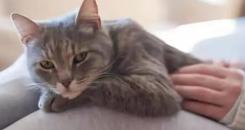 猫愿意接近一个人意味着什么 猫愿意接近一个人意味着什么