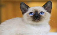 三种可以遛的猫