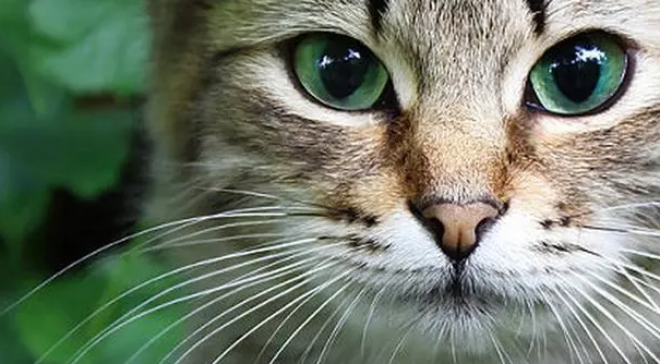 小猫的胡须是干什么用的