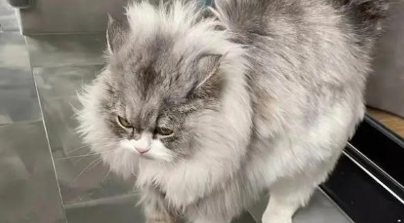 猫应激反应有哪些表现