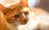 猫一直舔自己怎么回事