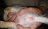 生小猫有个褐色的肉球