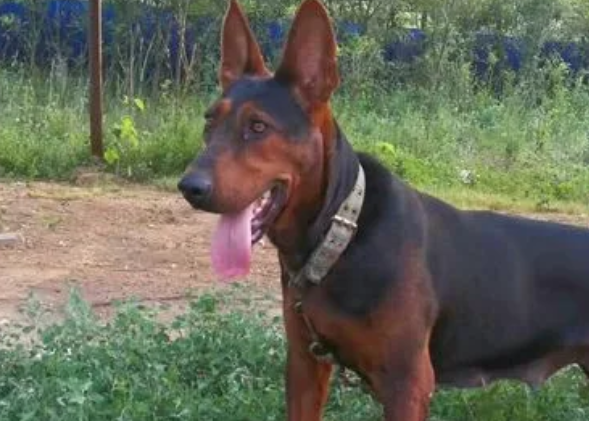 中华红犬是什么狗 中华红犬是什么狗