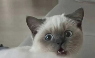 哇哦猫咪表情包gif