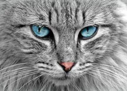 十大最霸气的猫
