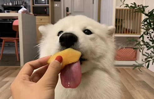 狗能吃哈密瓜吗 狗能吃哈密瓜吗