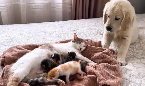 猫咪趁狗妈妈离开，趁机钻到小奶狗的窝里，主人当场笑喷！