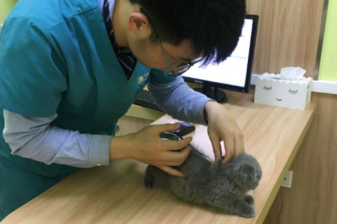 小宠大爱宠物医院正规吗 小宠大爱宠物医院正规吗