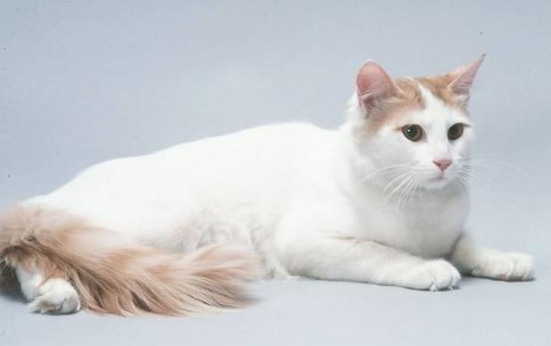 猫在一起多久能配上种 猫在一起多久能配上种