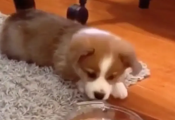 猫咪被自己不喜欢的狗亲了,居然是这个反应,狗:开心到吃不下饭 猫咪被自己不喜欢的狗亲了,居然是这个反应,狗:开心到吃不下饭