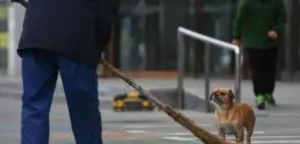 冬日出现暖心一幕，流浪狗为报恩，一人一狗一同打扫街道