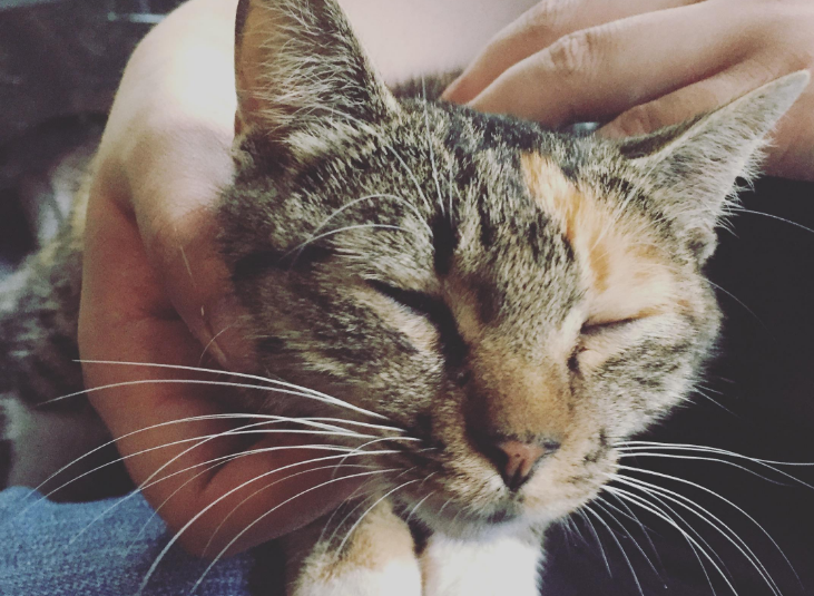 什么样的猫面相不吉利 什么样的猫面相不吉利