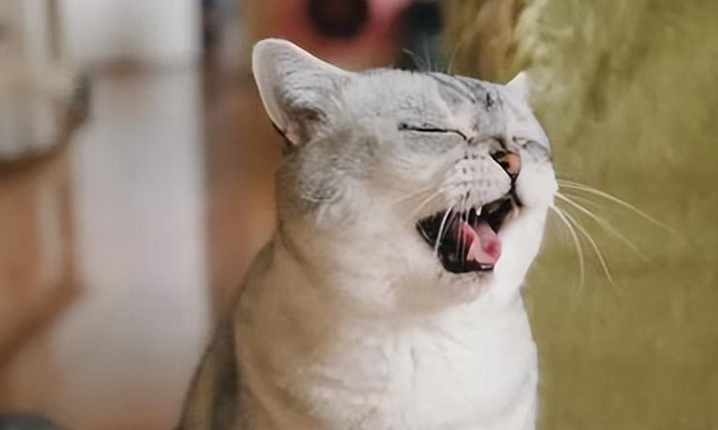 猫张着嘴喘气是什么意思