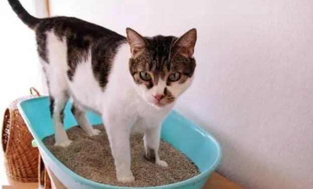 去猫尿味最有效的方法 去猫尿味最有效的方法