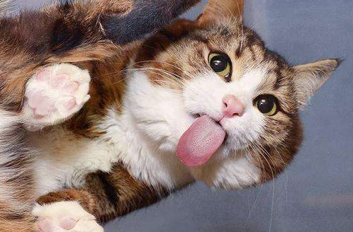 猫有味觉吗 猫有味觉吗