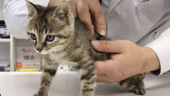 小猫打什么疫苗
