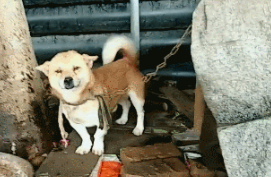狗狗从出生被绑3年，第一次奔跑终于展开笑颜，自由的味道真好