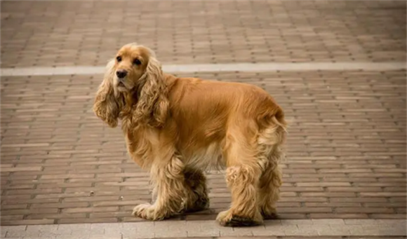 可卡犬是小型犬吗