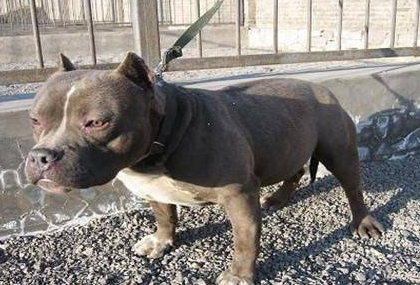 警犬打得过比特犬吗