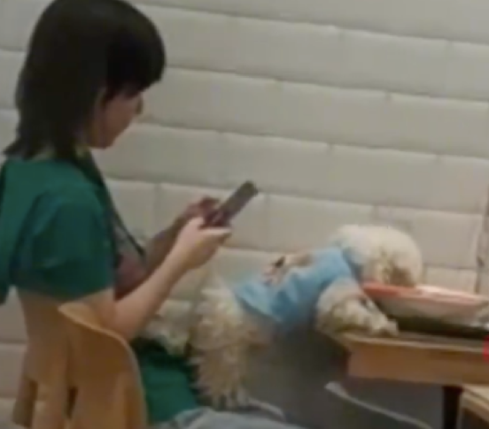 女子带狗狗在餐馆吃饭,竟让狗狗上桌舔碗,太没有素质了吧! 女子带狗狗在餐馆吃饭,竟让狗狗上桌舔碗,太没有素质了吧!