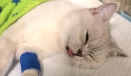 母猫子宫蓄脓怎么治 母猫子宫蓄脓怎么治