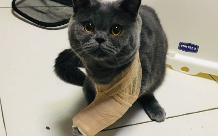 如何判断猫腿是否骨折