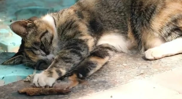 小猫被踩了一脚还能活吗