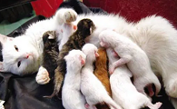 小猫被吃了剩下个头